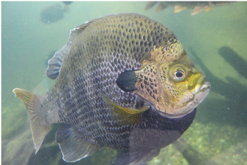 Fish underwater