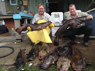 Satilla River Flathead Catfish Removal Project