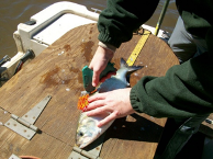 Measuring shad