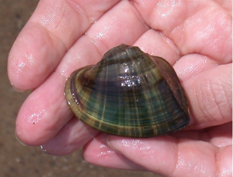 Lampsilis mussels mimicking minnows 