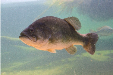 Fish underwater