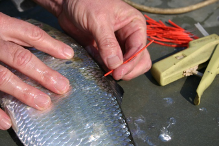 Shad Migration On The Ogeechee River - Georgia Outdoor News