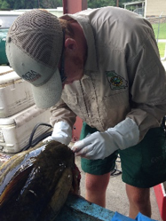 Satilla River Catfish On The Rise - Georgia Outdoor News