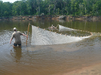 Seining for shad