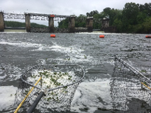 Electrofishing at dam