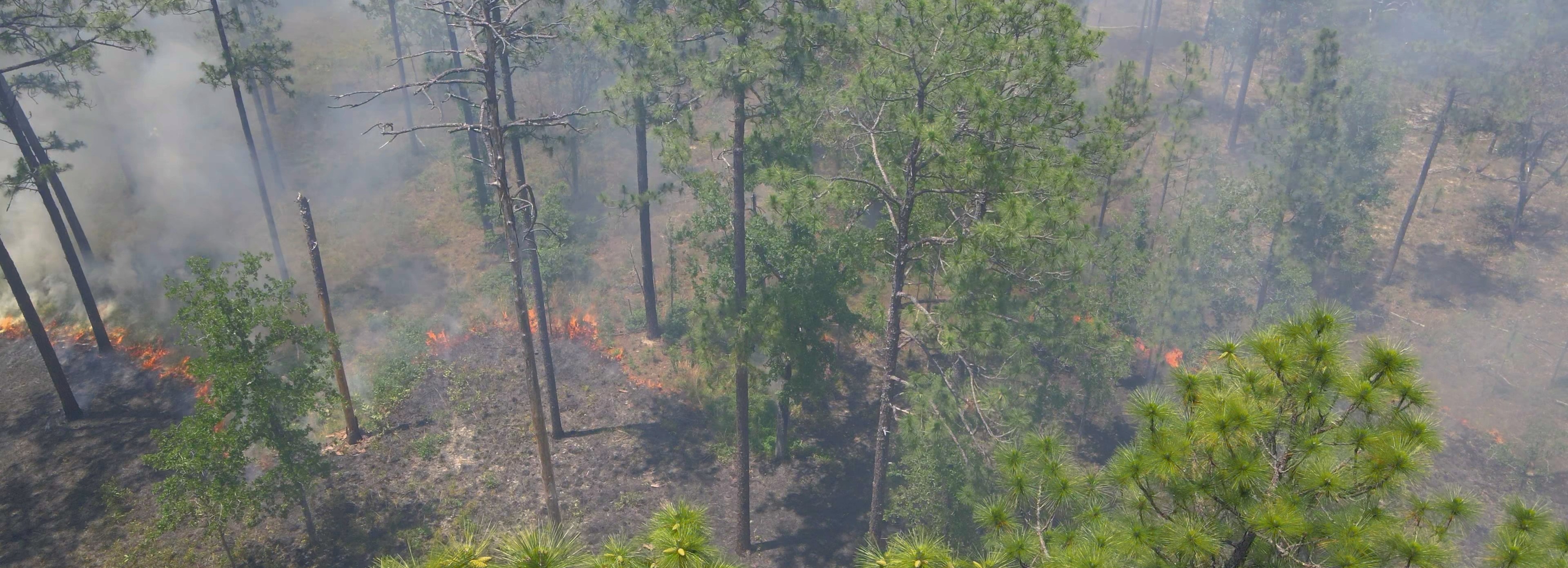 "Aerial image of a slow burning controlled fire in a longleaf pine system"