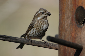 Purple Finch