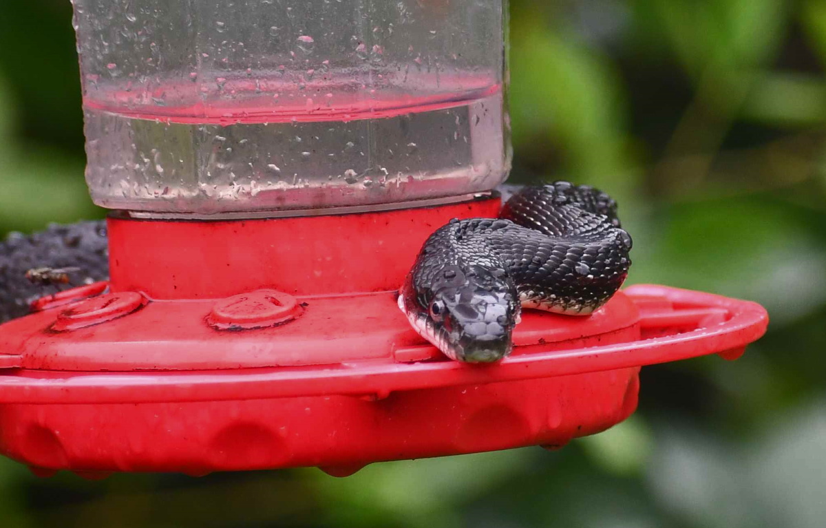 Black diamond headed rat snake is curled around a red hummingbird feeder.