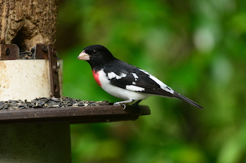 Rose-breasted Grosbeak