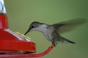 Ruby-throated hummingbird