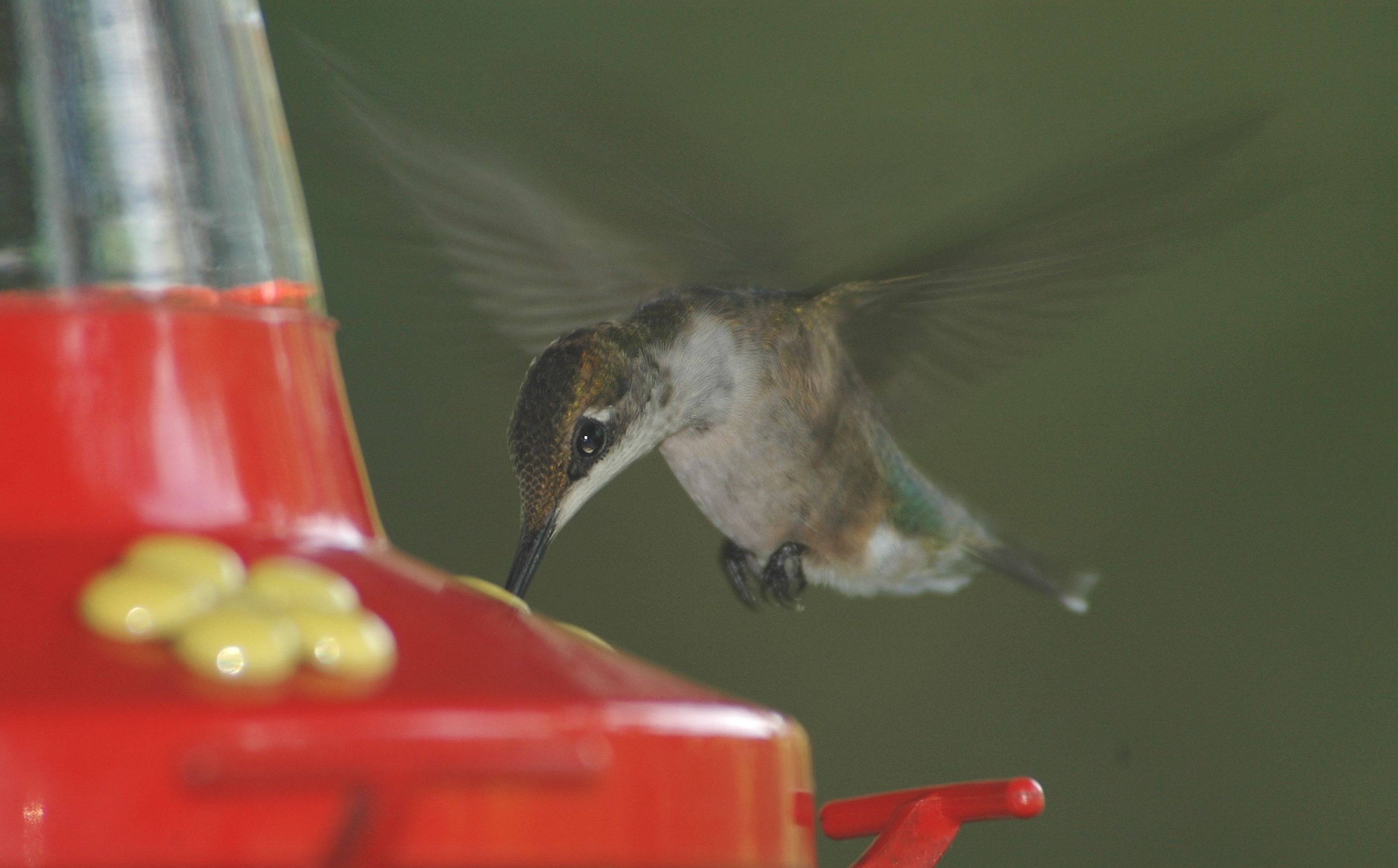 Ruby throated hummingbird drinking from a bird feeder.