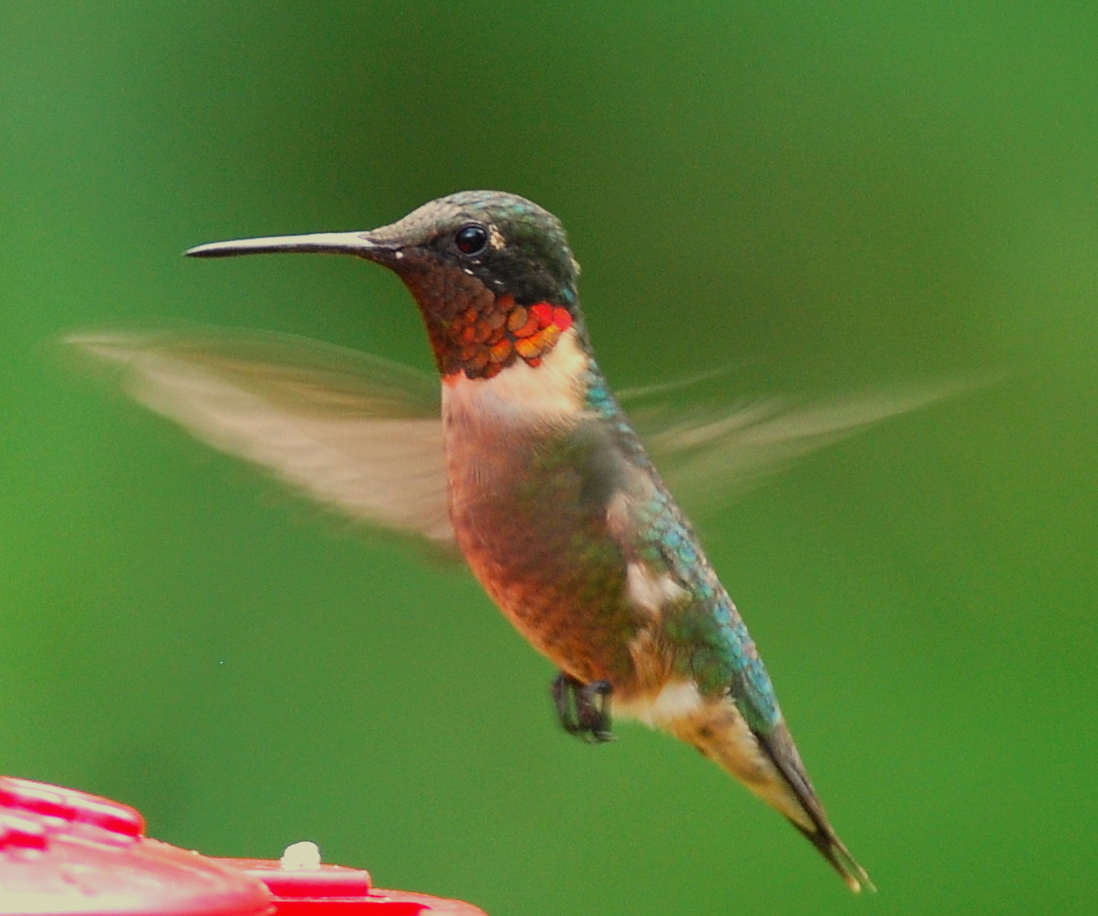 A Ruby-throated hummingbird hoversflying above a red bird feeder.