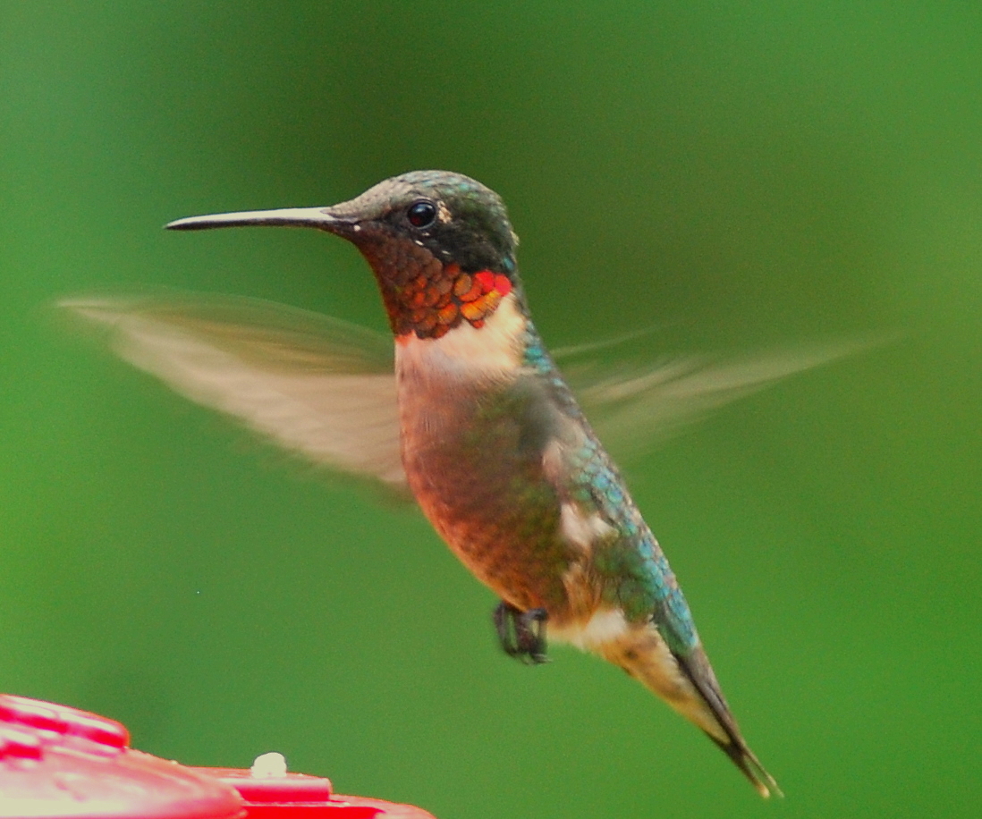 Out My Backdoor: Beyond the Hummingbird Feeder