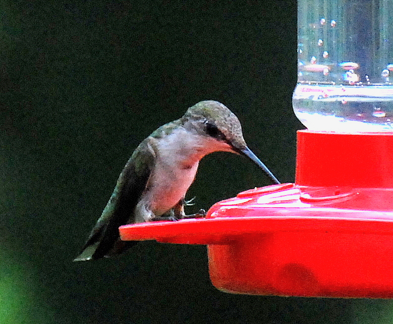 https://georgiawildlife.com/sites/default/files/inline-images/Ruby-throated%20hummingbird%20at%20feeder%20in%20August%20%28Terry%20W.%20Johnson%29.jpg