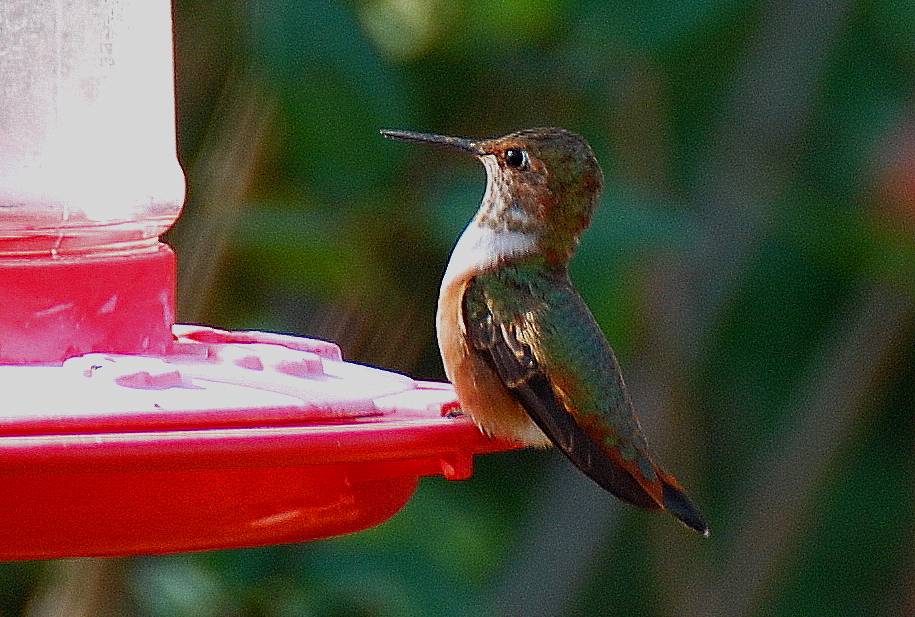 Rufous hummingbird at feeder