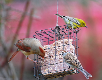 Bird's Blend Suet Cake, 2 Lb. Cake | Agri Supply