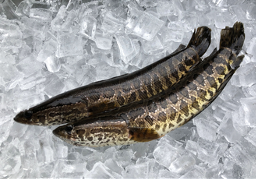 Snakeheads on ice