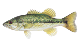 Spotted bass illustration