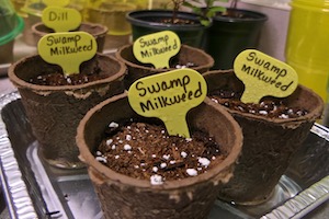 Swamp Milkweed Cups