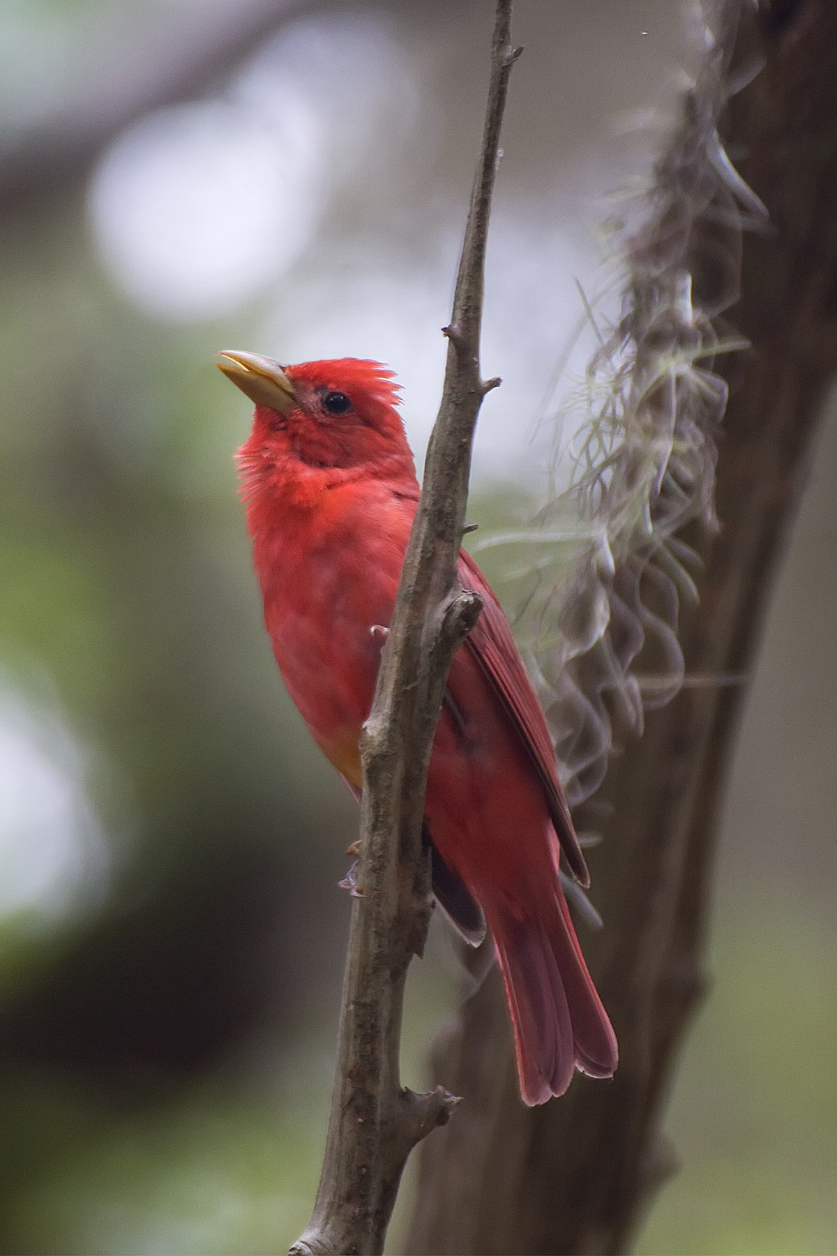 Cardinal on tree branch