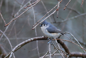 Tufted Titmouse