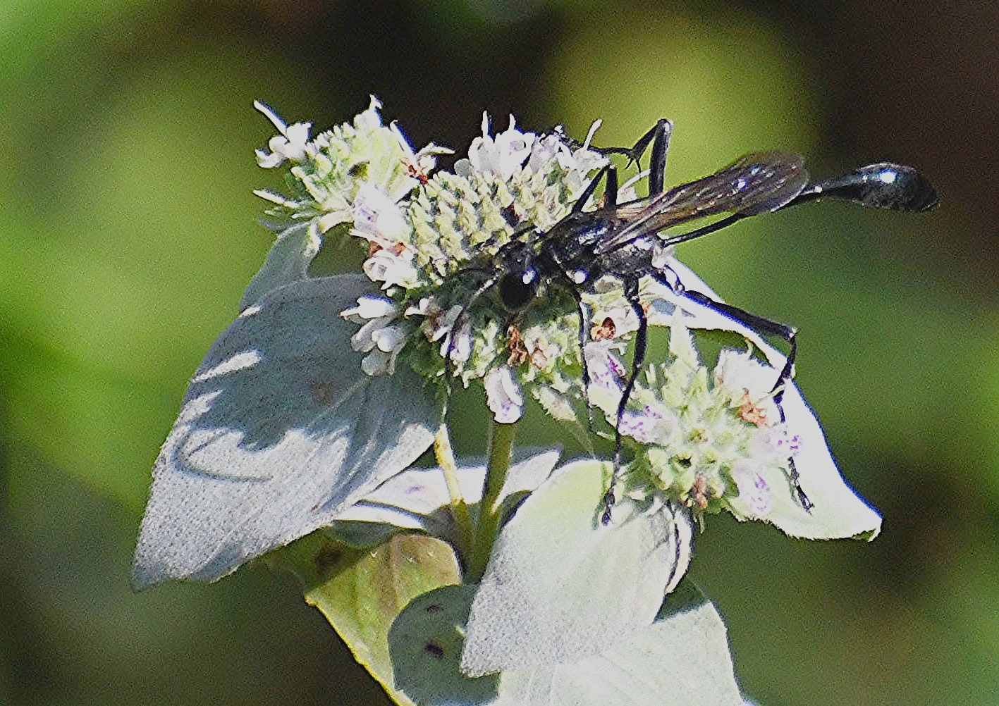 A wasp sits on a white flower drinking its nector.