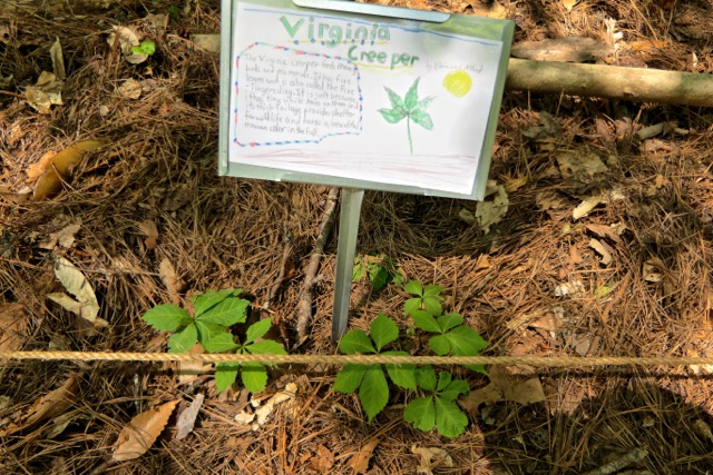 Students at Oak Grove Elementary in Atlanta made plant ID signs for their nature trail