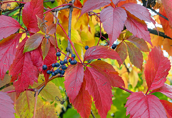 Virginia creeper and berries