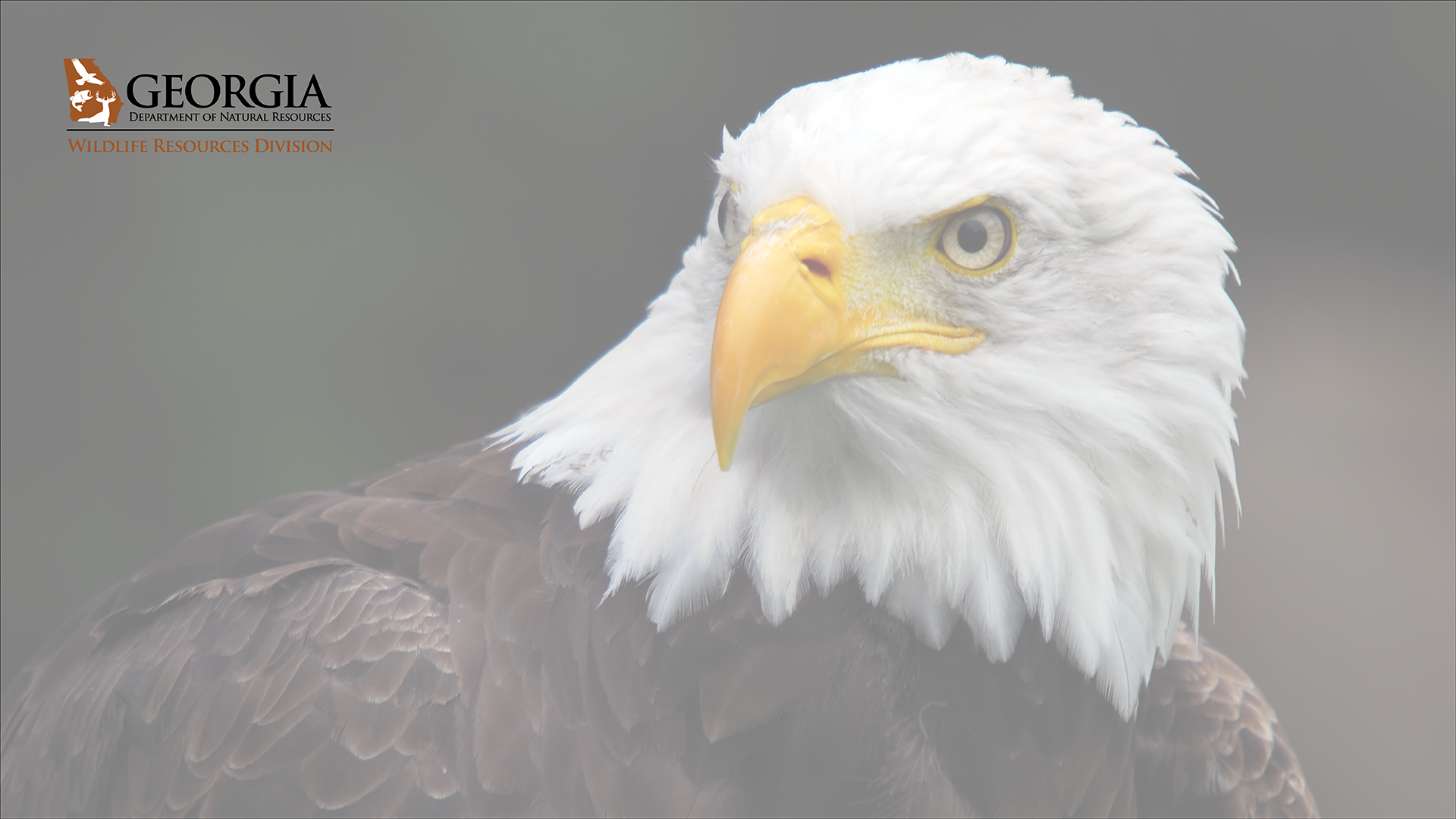 bald eagle background