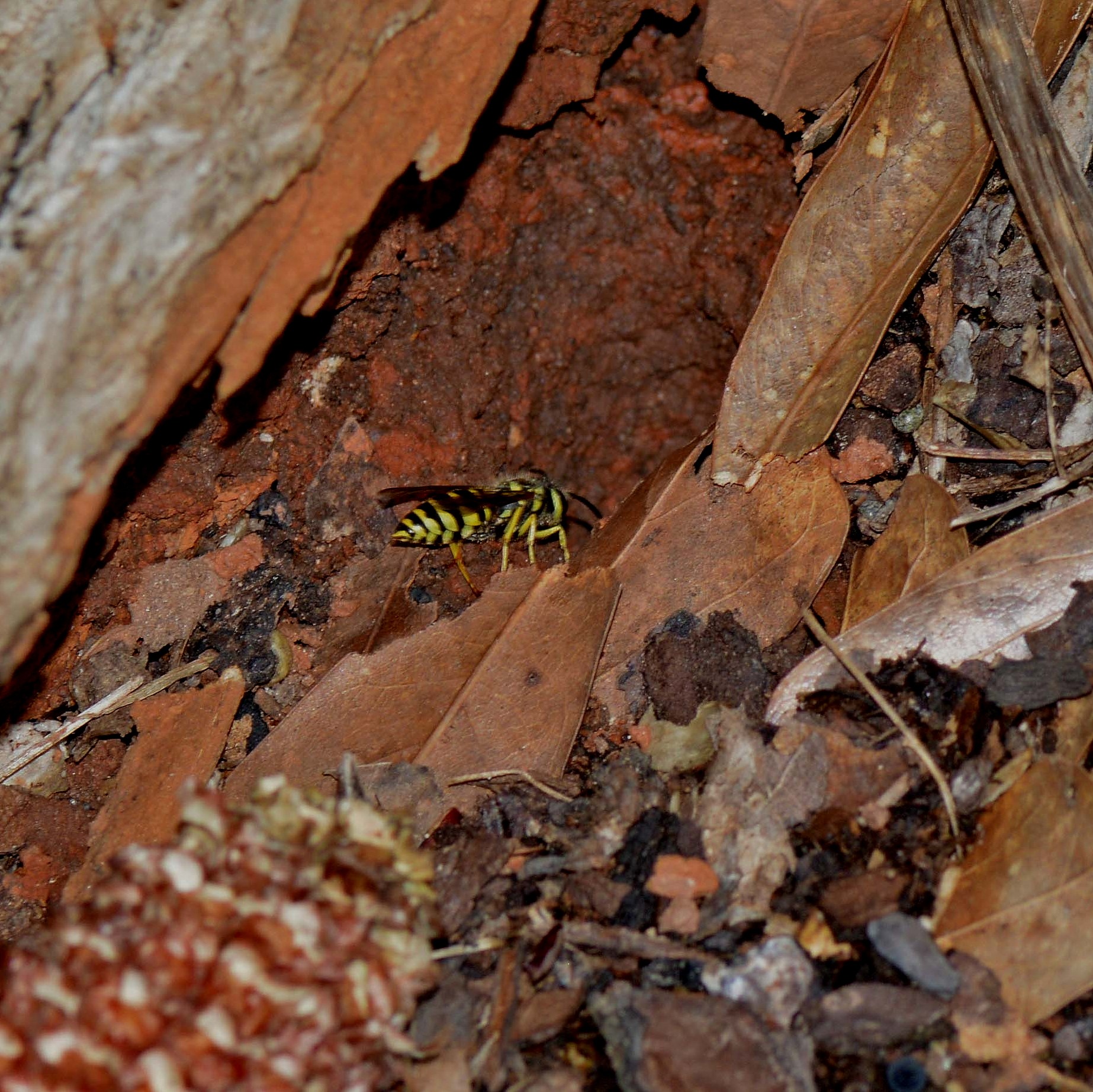 Yellow Jacket entering its nest.