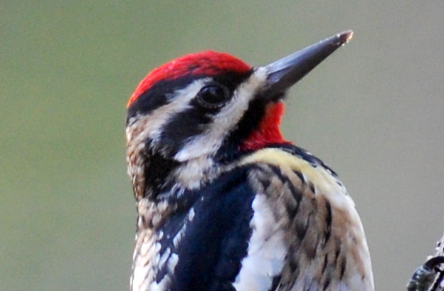 close up of a Yellow-bellied sapsucker on a tree.