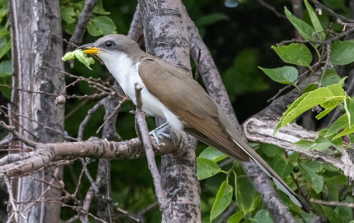 Yellow-billed cuckoo on a branch.