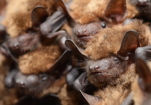 Big brown bats clustered together