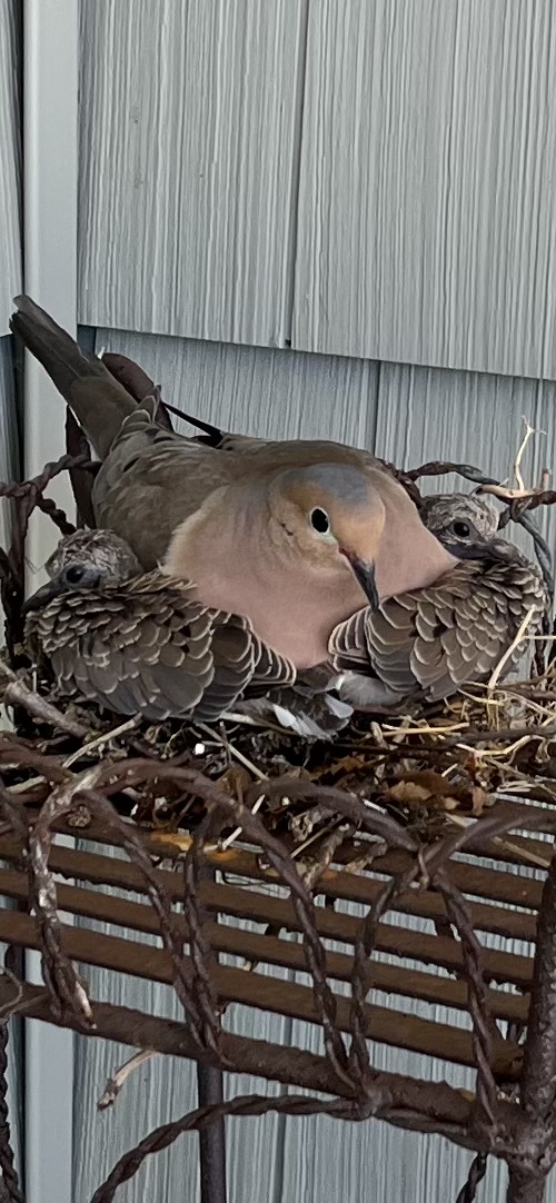 A dove sitting in its nest.
