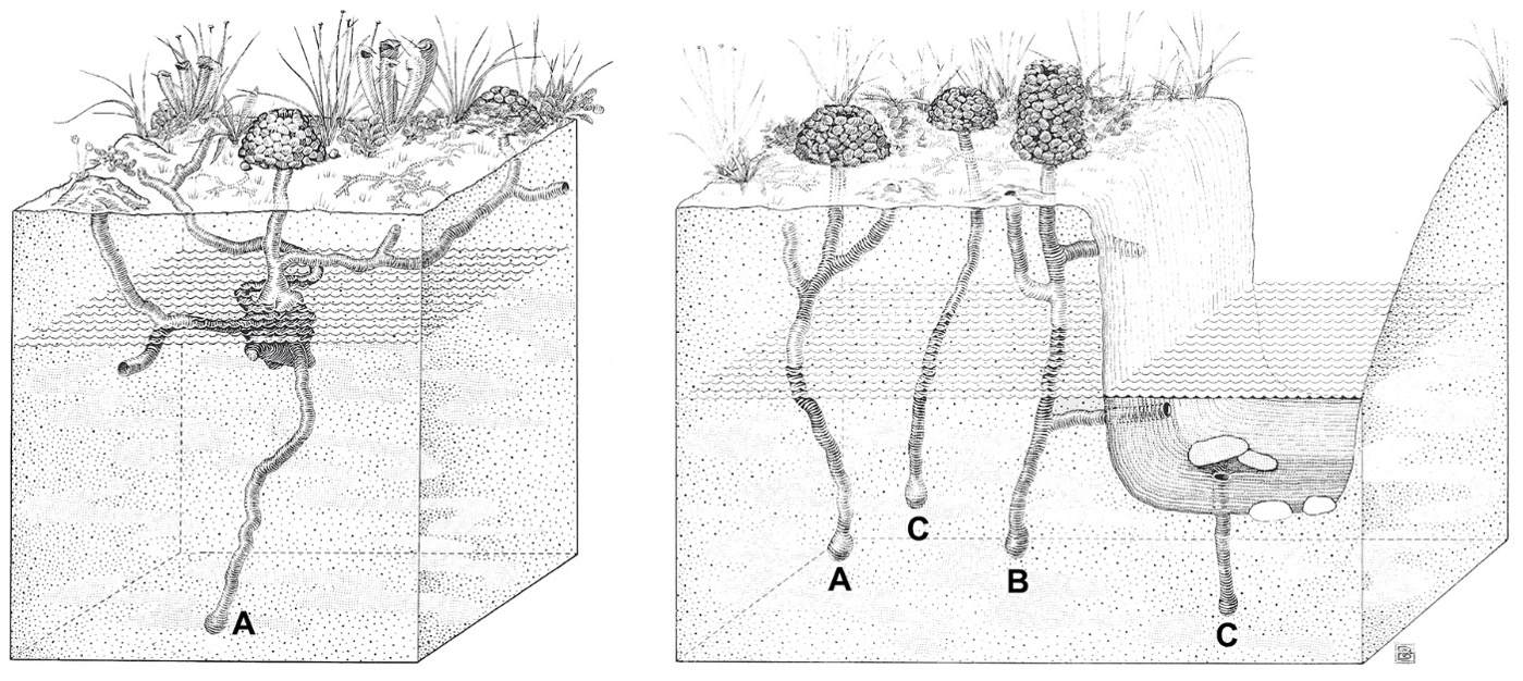 Crayfish burrow types