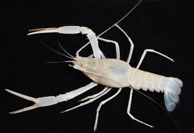 Pallid Cave Crayfish