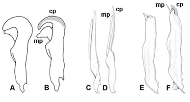 Gonopod chart