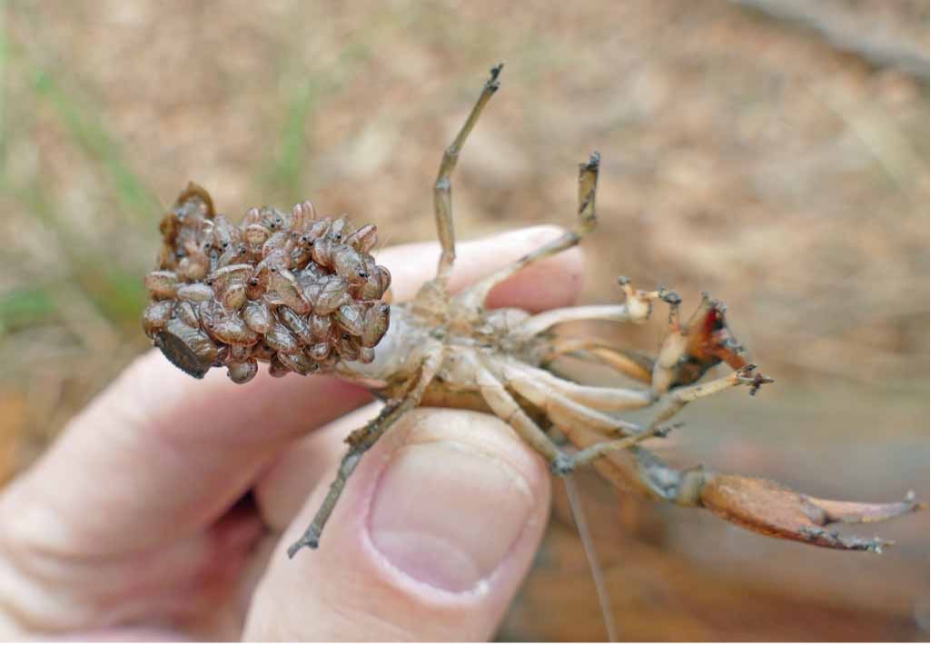 Female crayfish with young attached