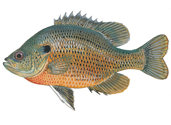 Spotted sunfish illustration