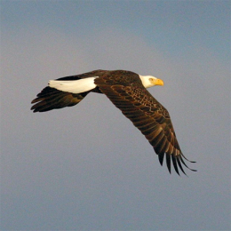 Eagle Flying
