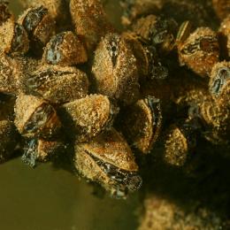 close up shot of zebra mussels
