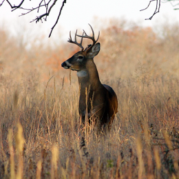 wildlife resources division