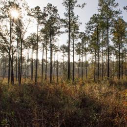 Pine Stand Habitat