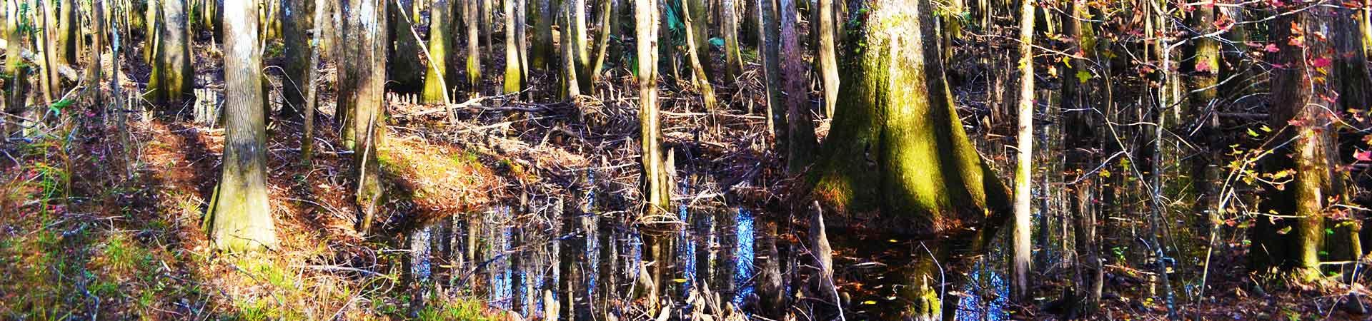 Swamp and Trees