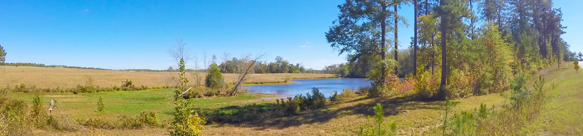 Pond