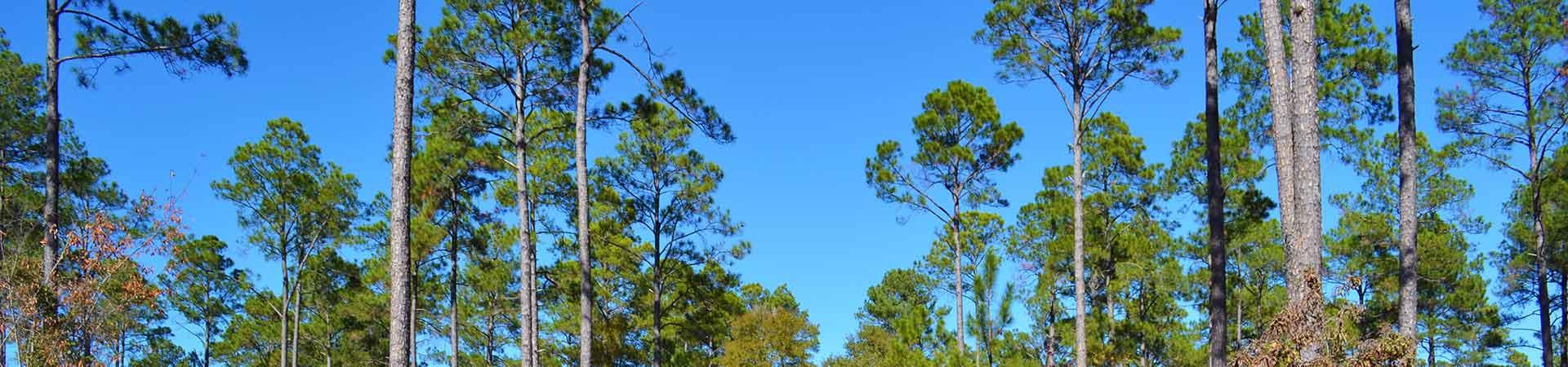 Tree line at Flint River