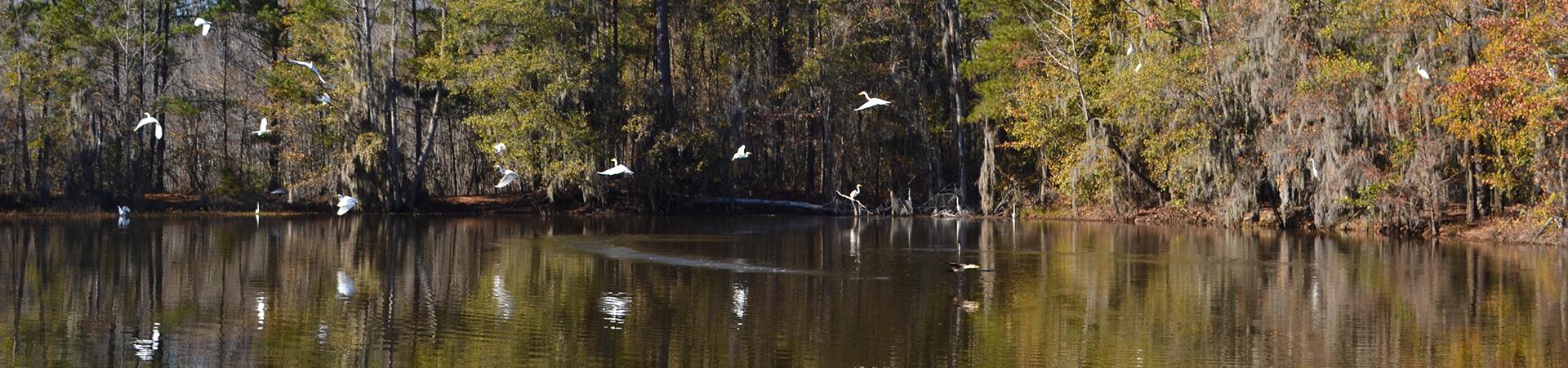 Birds Landing on Water