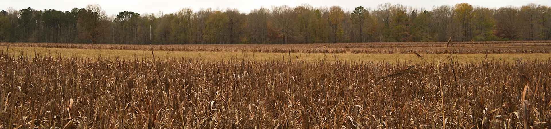 Dove Field