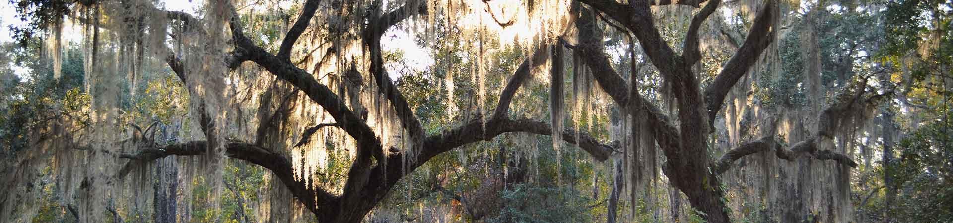 Trees at Townsend