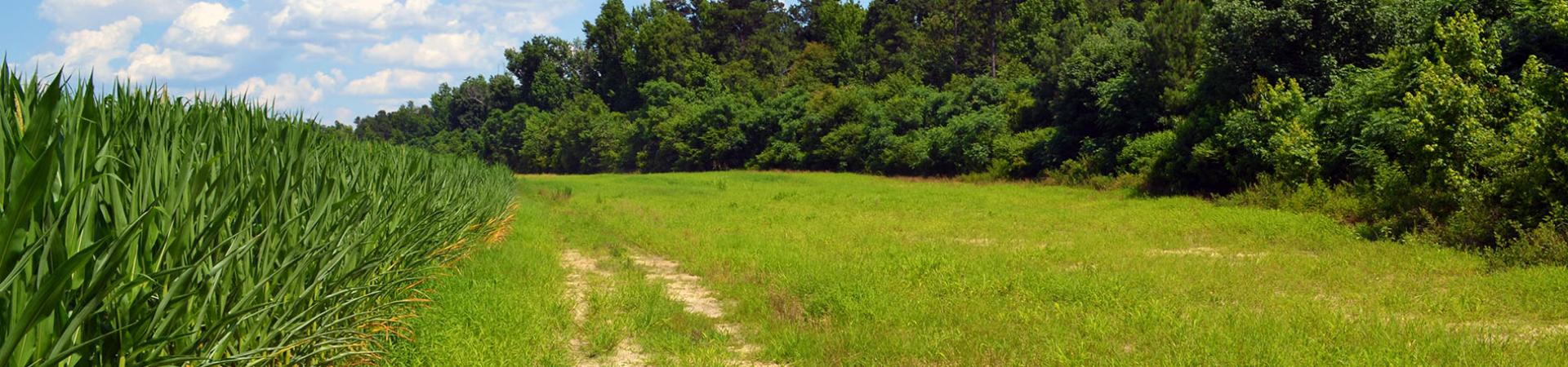Food Plot at Alexander WMA